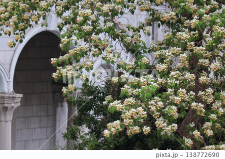 April 3 2026 Saint Teresa Church Blossoms And Stone Facade, HK April 3 2026 Saint Teresa Church Blossoms And Stone Facade, HK 138772690