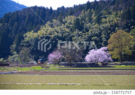 桜咲く中を走るローカル線 桜咲く中を走るローカル線 138772757