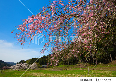桜咲く中を走るローカル線 138772761
