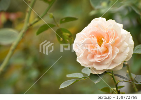 ベビーピンクの秋のバラ 138772769