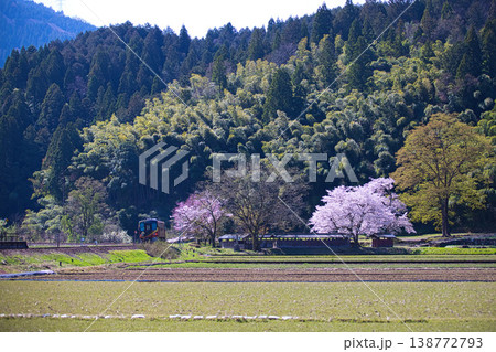 桜咲く中を走るローカル線 桜咲く中を走るローカル線 138772793