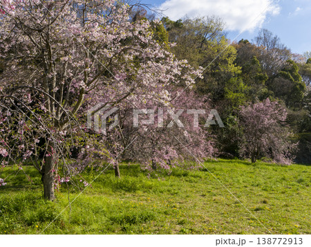 野原に咲いた枝垂れ桜 野原に咲いた枝垂れ桜 138772913