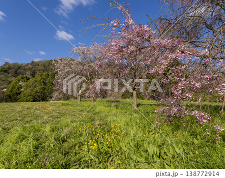 野原に咲いた枝垂れ桜 野原に咲いた枝垂れ桜 138772914