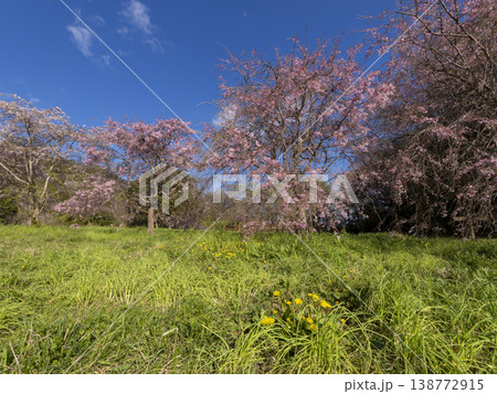 野原に咲いた枝垂れ桜 野原に咲いた枝垂れ桜 138772915