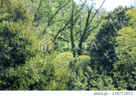 森の中 森林 山 公園 初夏 5月 イメージ 森の中 森林 山 公園 初夏 5月 イメージ 138772953