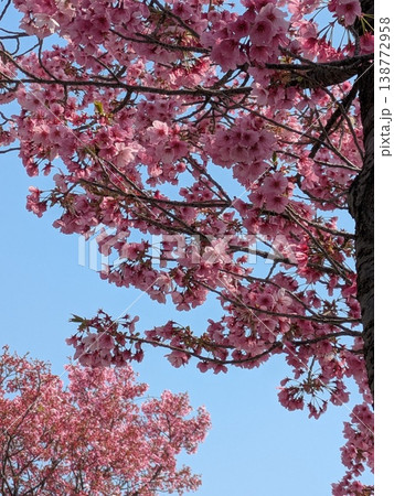 青空に映える満開の桜【桜・春 素材】 青空に映える満開の桜【桜・春 素材】 138772958
