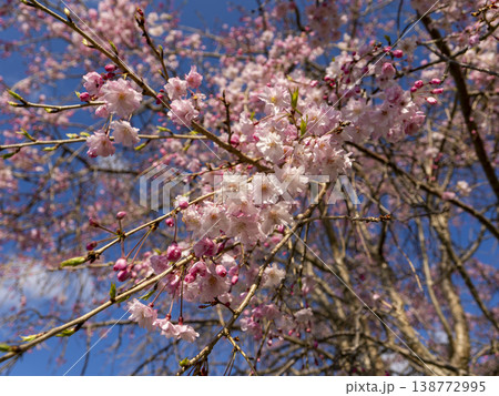野山に咲くピンクの枝垂れ桜 138772995