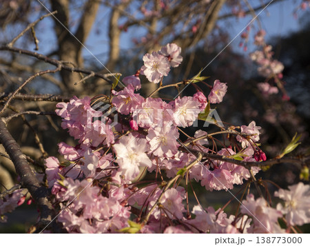 野山に咲くピンクの枝垂れ桜 野山に咲くピンクの枝垂れ桜 138773000