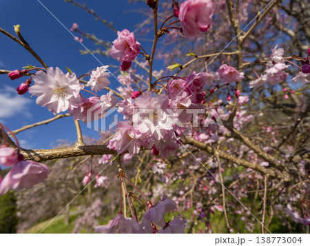 野山に咲くピンクの枝垂れ桜 138773004