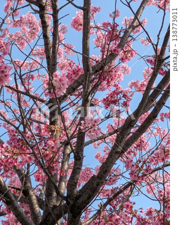 青空と満開の桜【桜・春 素材】 青空と満開の桜【桜・春 素材】 138773011