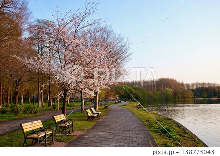 水元公園の桜 138773043