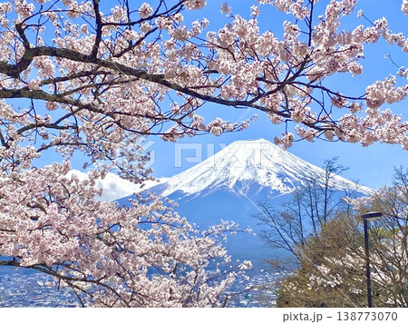 富士山と桜 富士山と桜 138773070