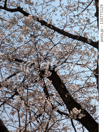 桜の花のある風景【桜・春　素材】 138773129
