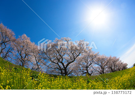満開の菜の花と桜のある風景 満開の菜の花と桜のある風景 138773172