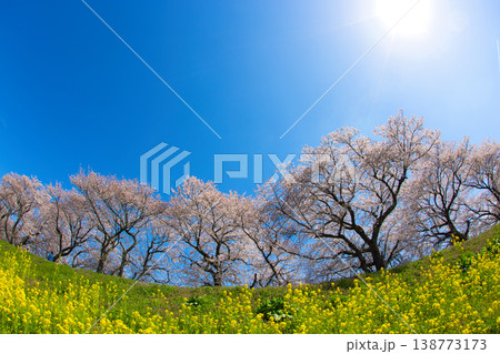 満開の菜の花と桜のある風景 満開の菜の花と桜のある風景 138773173