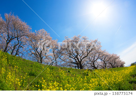 満開の菜の花と桜のある風景 満開の菜の花と桜のある風景 138773174