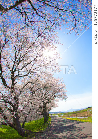 満開の菜の花と桜のある風景 満開の菜の花と桜のある風景 138773177
