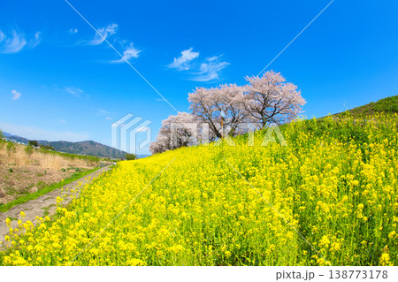 満開の菜の花と桜のある風景 満開の菜の花と桜のある風景 138773178