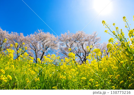 満開の菜の花と桜のある風景 満開の菜の花と桜のある風景 138773216