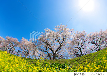 満開の菜の花と桜のある風景 満開の菜の花と桜のある風景 138773217
