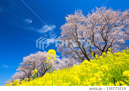満開の菜の花と桜のある風景 満開の菜の花と桜のある風景 138773219