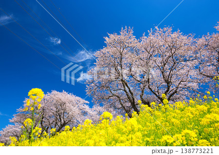 満開の菜の花と桜のある風景 満開の菜の花と桜のある風景 138773221