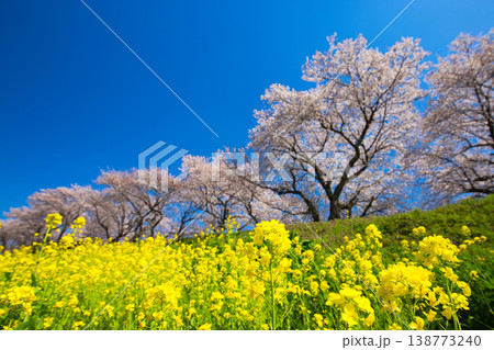 満開の菜の花と桜のある風景 138773240