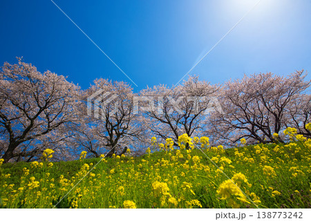 満開の菜の花と桜のある風景 満開の菜の花と桜のある風景 138773242