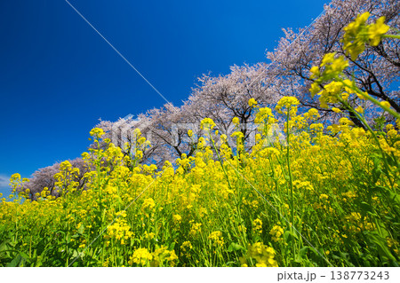 満開の菜の花と桜のある風景 満開の菜の花と桜のある風景 138773243