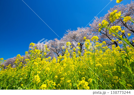 満開の菜の花と桜のある風景 満開の菜の花と桜のある風景 138773244