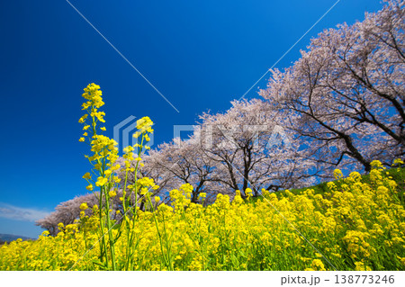 満開の菜の花と桜のある風景 138773246