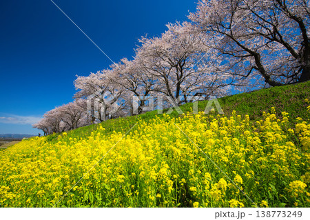 満開の菜の花と桜のある風景 満開の菜の花と桜のある風景 138773249