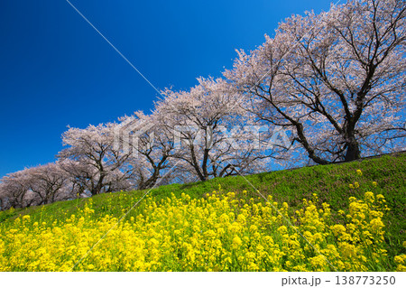 満開の菜の花と桜のある風景 満開の菜の花と桜のある風景 138773250
