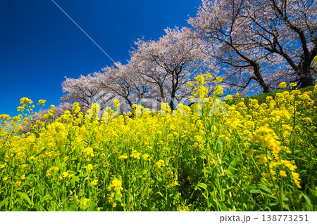 満開の菜の花と桜のある風景 満開の菜の花と桜のある風景 138773251