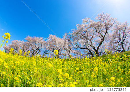 満開の菜の花と桜のある風景 満開の菜の花と桜のある風景 138773253