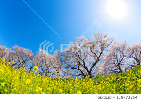 満開の菜の花と桜のある風景 138773254
