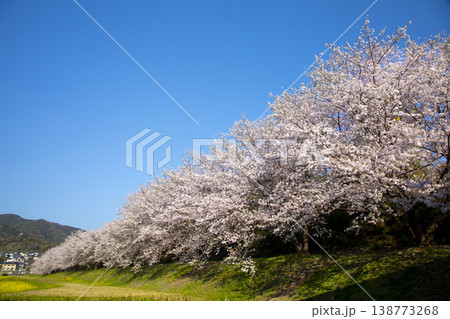福岡県太宰府市にある水城跡の桜並木 138773268