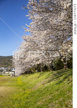 福岡県太宰府市にある水城跡の桜並木 138773273