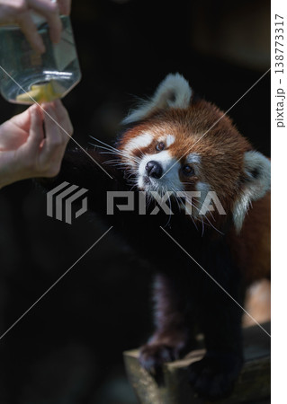 食事練習中のレッサーパンダ　江戸川区自然動物園 138773317