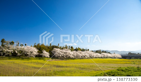 福岡県太宰府市にある水城跡の桜並木と菜の花 福岡県太宰府市にある水城跡の桜並木と菜の花 138773330