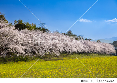 福岡県太宰府市にある水城跡の桜並木と菜の花 福岡県太宰府市にある水城跡の桜並木と菜の花 138773332
