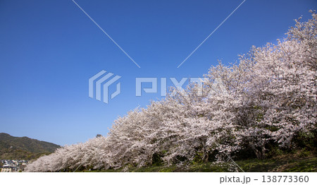 福岡県太宰府市にある水城跡の桜並木 138773360