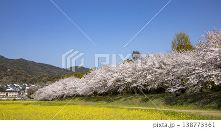 福岡県太宰府市にある水城跡の桜並木と菜の花 138773361
