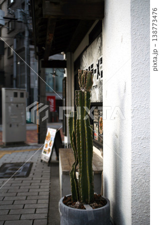 店舗前の鉢植えのサボテン 店舗前の鉢植えのサボテン 138773476