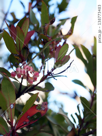 イチゴノキの花 イチゴノキの花 138773483