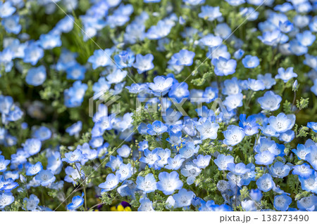 ネモフィラ 花畑 青色 水色 花 春 4月 イメージ ネモフィラ 花畑 青色 水色 花 春 4月 イメージ 138773490