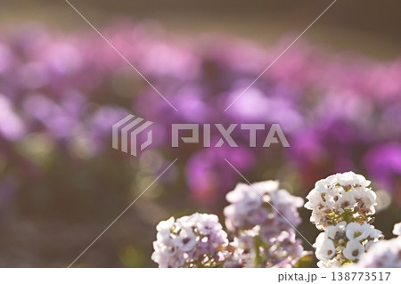 白い小花と紫のボケ背景 春の優しい風景 白い小花と紫のボケ背景 春の優しい風景 138773517