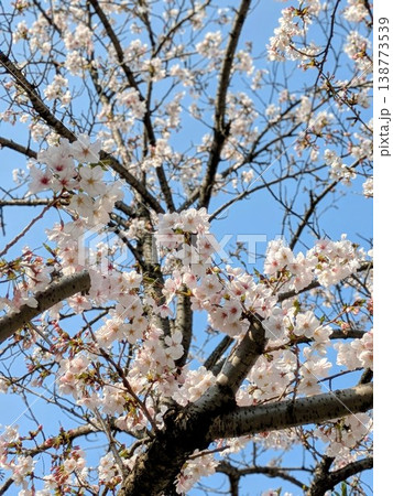 青空に映える桜【桜・春 素材】 青空に映える桜【桜・春 素材】 138773539