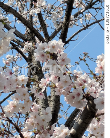 桜と青空【桜・春　素材】 138773610