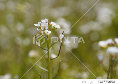 春、水田など一面に小さく白い花で埋め尽くすタネツケバナ...3 138773658